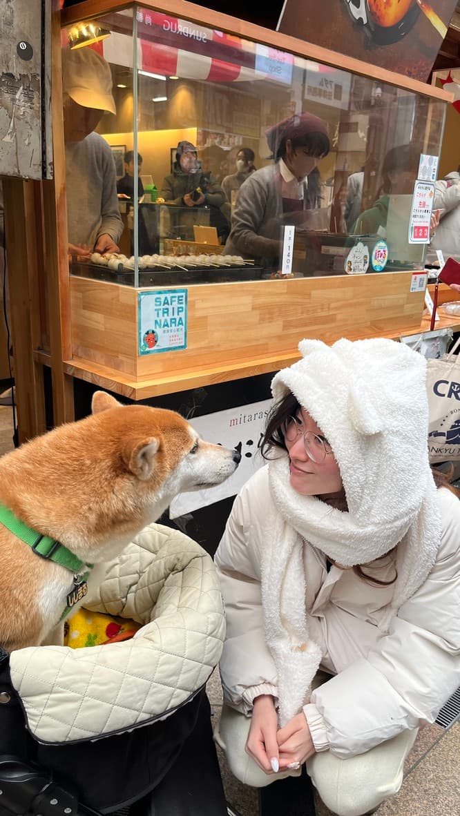 Photo: Shiba